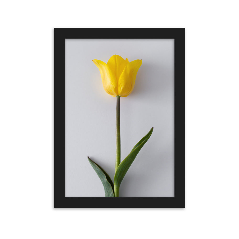 Dzeltena tulpe priekam II