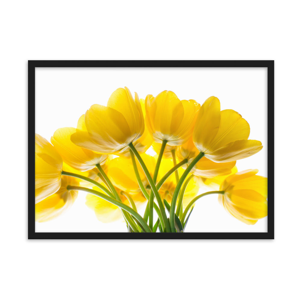 Dzeltenas tulpes priekam