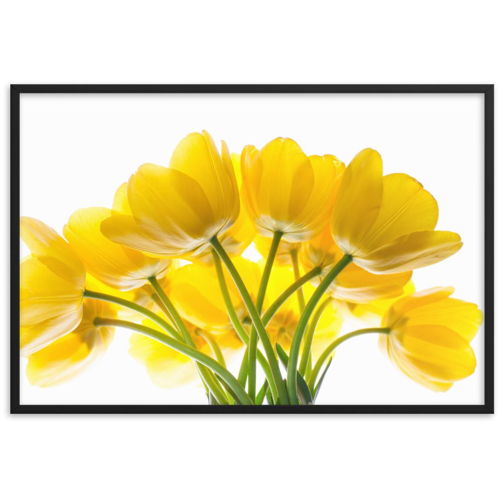 Dzeltenas tulpes priekam