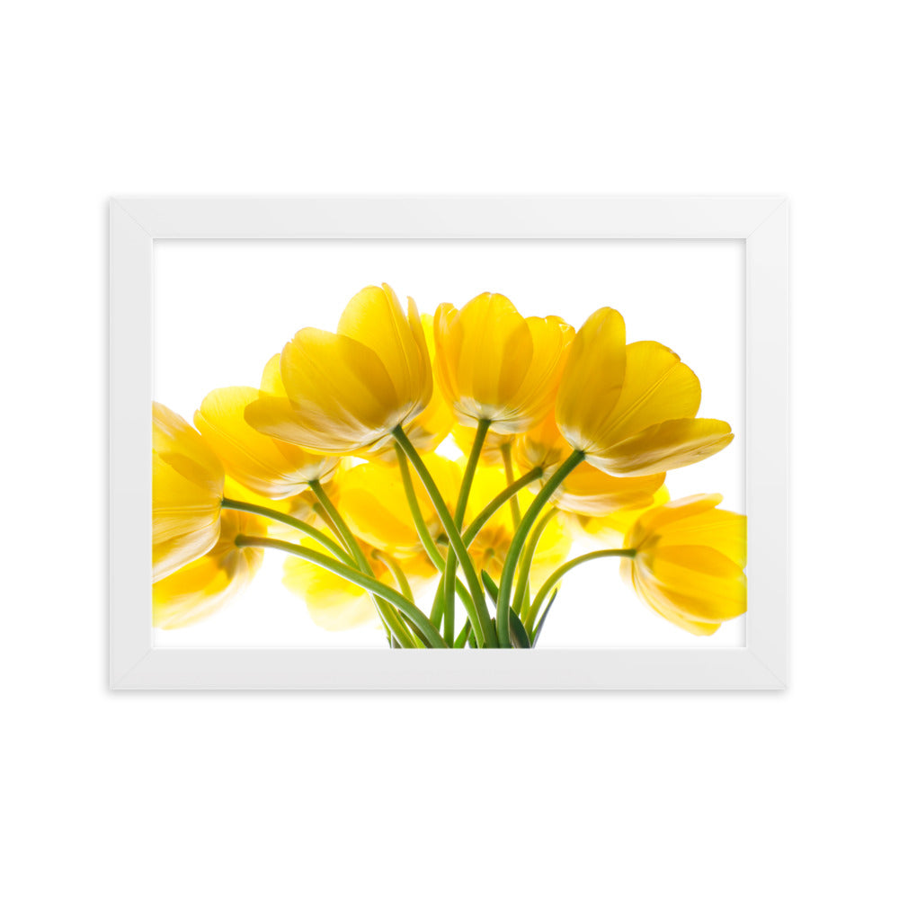 Dzeltenas tulpes priekam