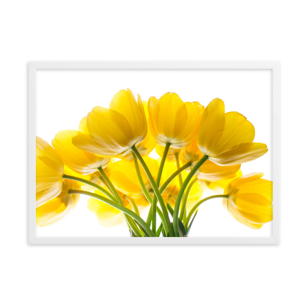 Dzeltenas tulpes priekam